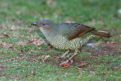 Satin Bowerbird